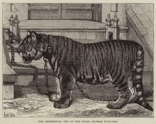 The Regimental Pet of the Royal Madras Fusiliers